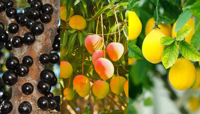 7 arvores frutíferas para cultivar em quintal pequeno