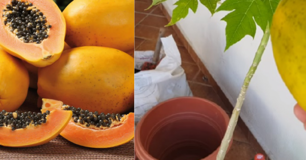 Como plantar mamão papaia em vaso confira passo passo