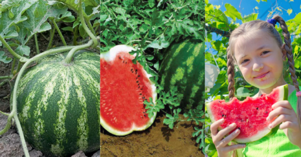 Como cultivar melancia no quintal de casa