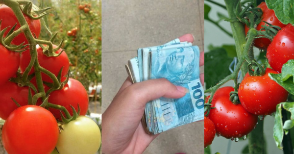 Como plantar tomate e ganhar dinheiro vendendo o fruto