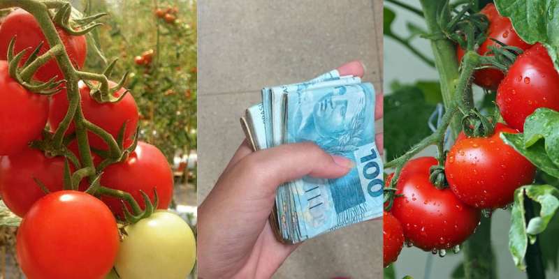 Como plantar tomate e ganhar dinheiro vendendo o fruto
