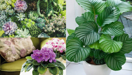 As plantas mais  lindas que não precisa de sol