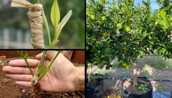 Como fazer enxerto de laranja com limão, confira!