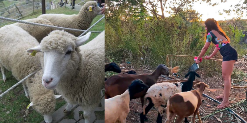 Como ganhar dinheiro com criação de ovelha