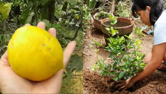 Como plantar limão siciliano a partir do caroço, passo a passo!