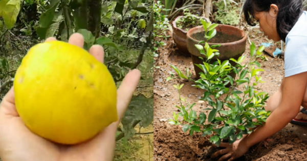 Como plantar limão siciliano a partir do caroço, passo a passo!