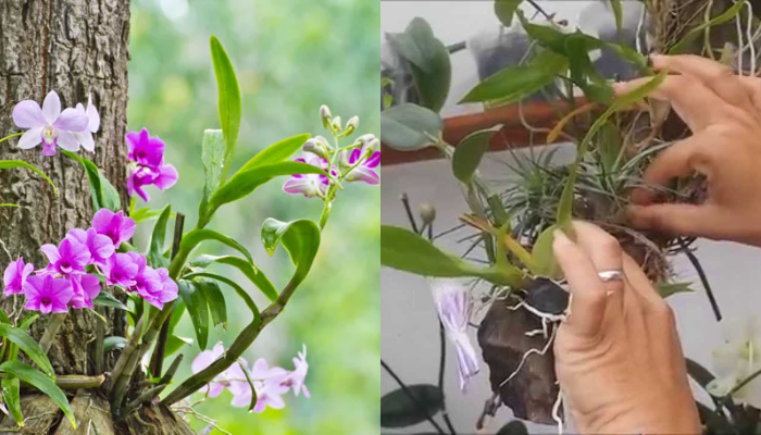 como plantar orquideas em tronco de arvores