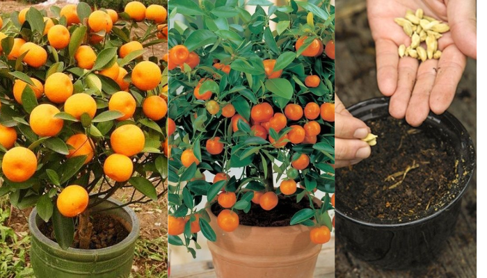 Como plantar tangerina a partir do caroço em vaso