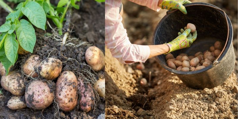Como cultivar batatas em baldes de tintas
