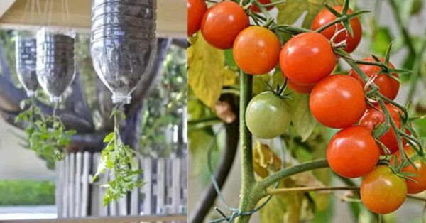 Como plantar tomate em garrafa pet