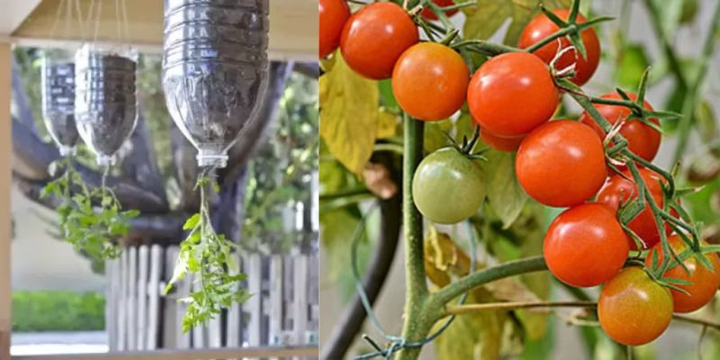 Como plantar tomate em garrafa pet