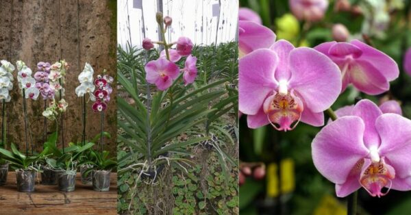 Os melhores adubos caseiro para orquídea