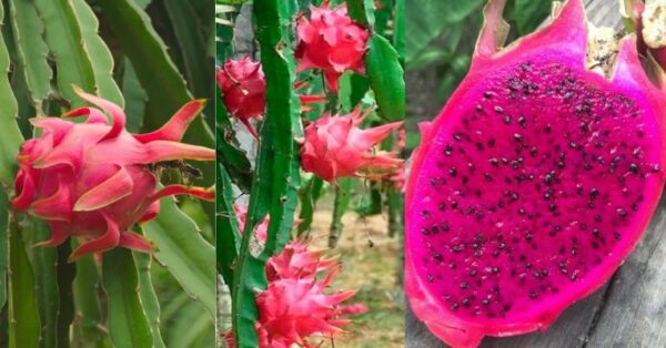 Veja como e feito a poda e o cultivo da pitaya