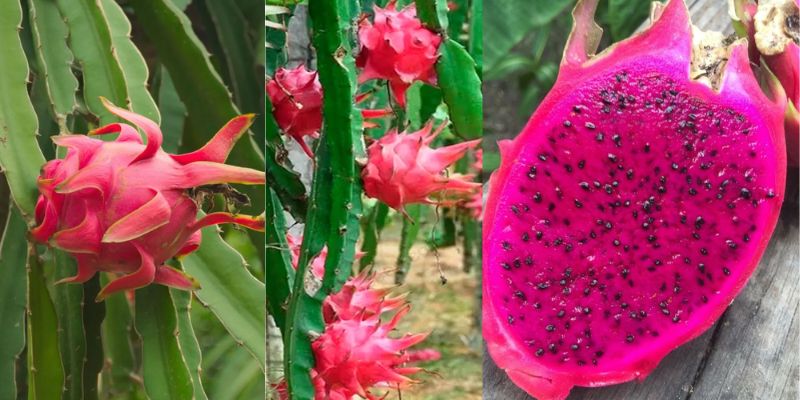 Veja como e feito a poda e o cultivo da pitaya
