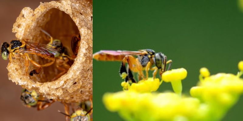 abelhas jataí