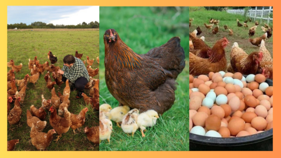 Criação de galinha caipira: Como começar? Realmente dá lucro?