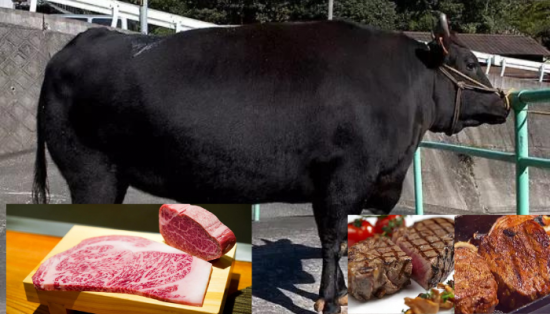 Wagyu, o gado com a carne mais  cara  do mundo.