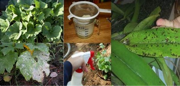 Controle de pragas de plantas com remédios caseiro