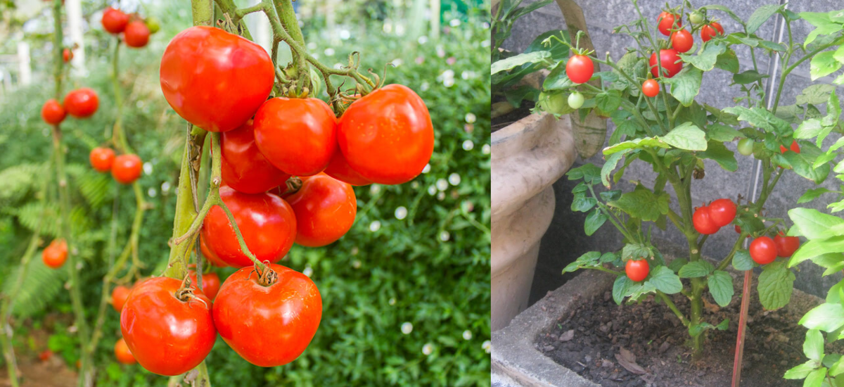 Como Plantar Tomate em Casa no Quintal: Guia Completo para Iniciantes