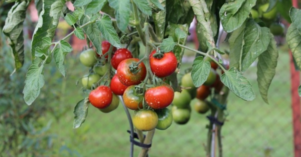 Como Plantar Tomate em Casa no Quintal: Guia Completo para Iniciantes