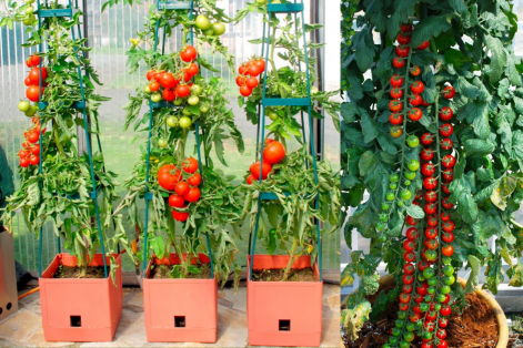 Como Plantar Tomate em Vaso em Apartamento: Dicas e Passos Essenciais