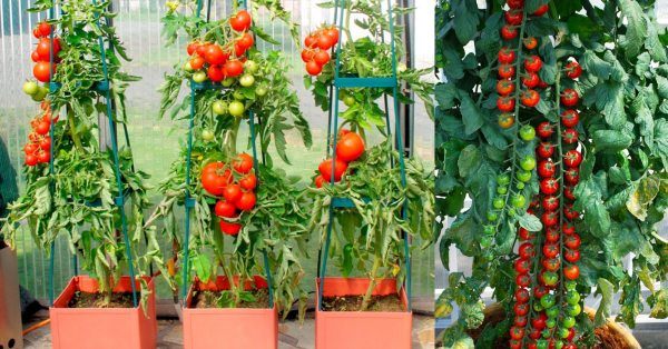 Como Plantar Tomate em Vaso em Apartamento: Dicas e Passos Essenciais